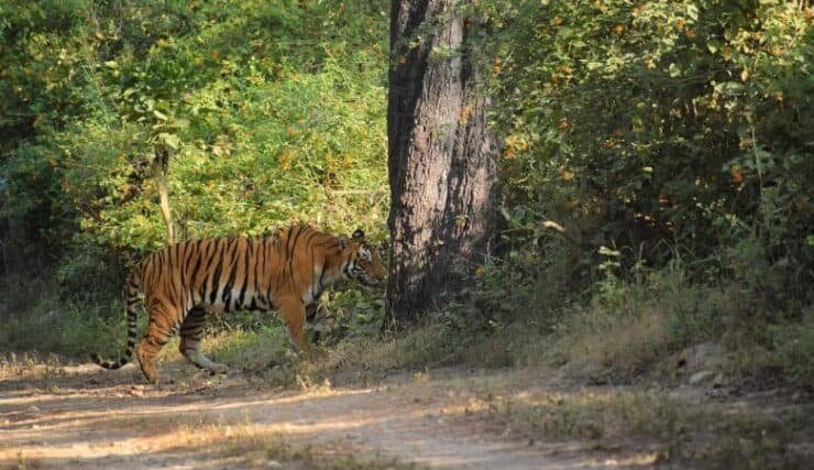 Tigress