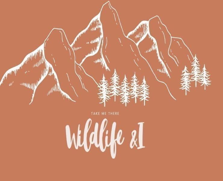 Wildlife &I City &I