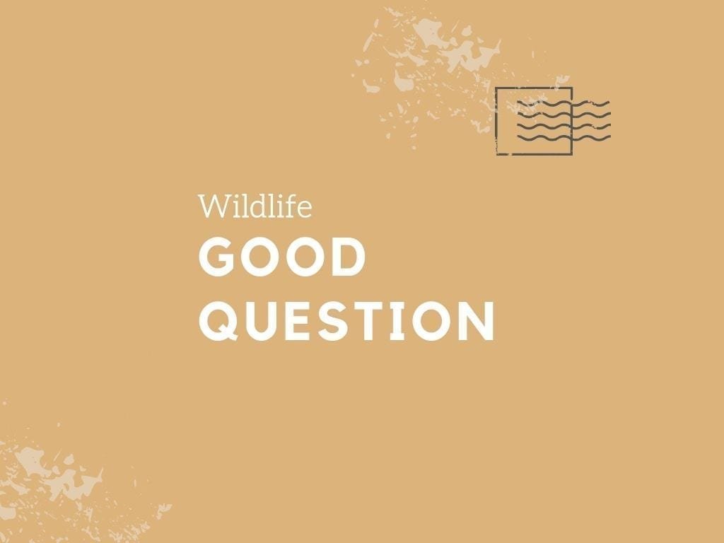 Gir National Park Nepal